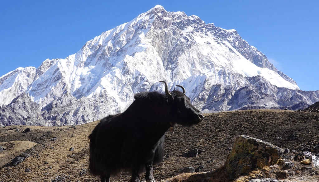 Rapid Everest Base Camp Trekking