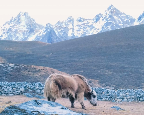  Yak Grazing At Yak Pasture At Lungden