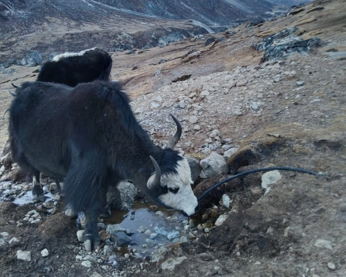 Might Yak Drinking Tap Water