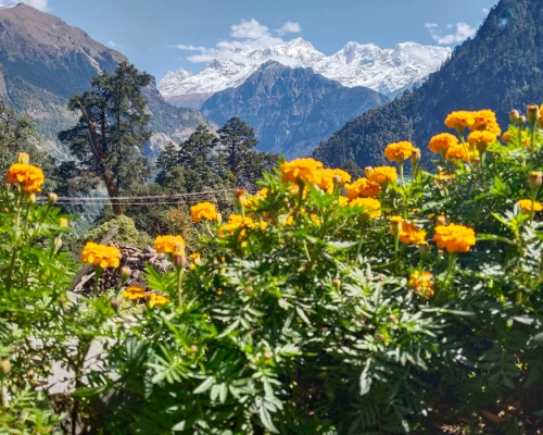Mount Manaslu Witnessed From Timang