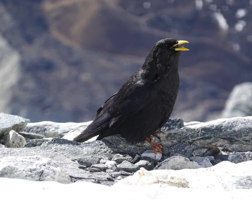 Raven Portrait Mode !!