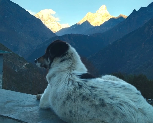 Twinking Ama Dablam From Kyangzoma